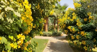 ممر مشاة مرصوف يمر بين شجيرات مزهرة بالأصفر وأشجار النخيل