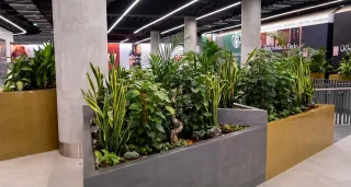 أحواض زراعة داخلية بنباتات استوائية ضمن ممر تجاري مغطى